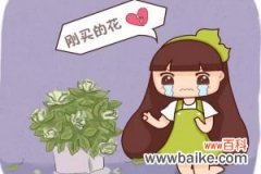 入秋别买这5种花，回家3天花苞全掉，再便宜都亏!