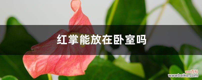 红掌能放在卧室吗