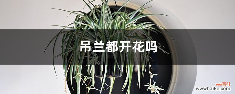 吊兰都开花吗