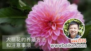 大丽花的养殖方法和注意事项