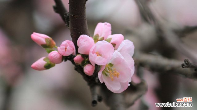 杏花和桃花的区别