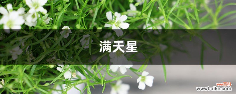 “满天星”做成干花后，简直美翻天！简单又实用，赶紧试试