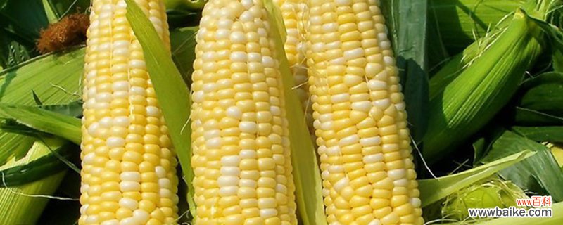玉米的生长过程