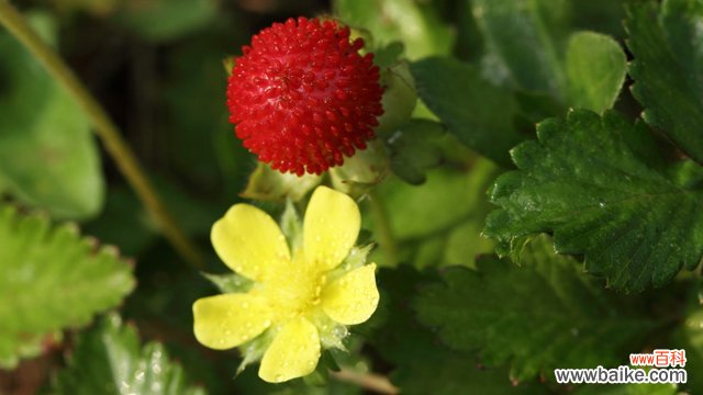 野草莓花和蛇莓的区别