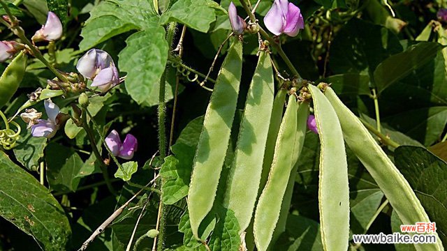 四季豆和扁豆的区别