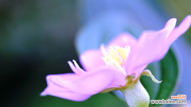 角茎野牡丹和巴西野牡丹的区别