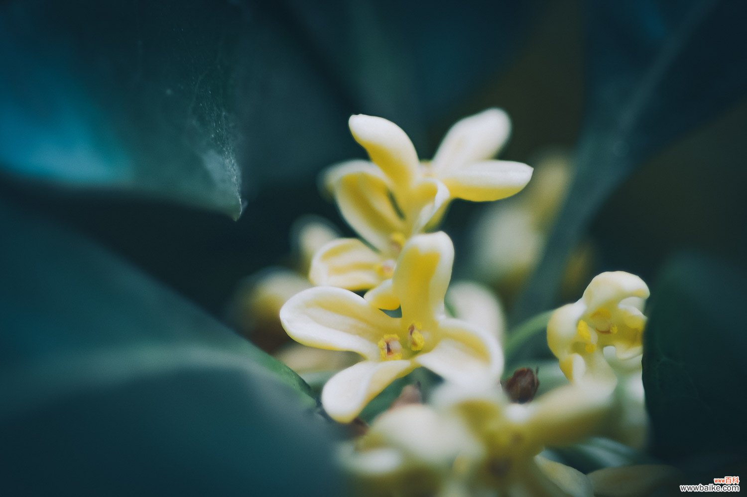 桂花盆栽怎么养