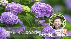 绣球花可以放在室内吗