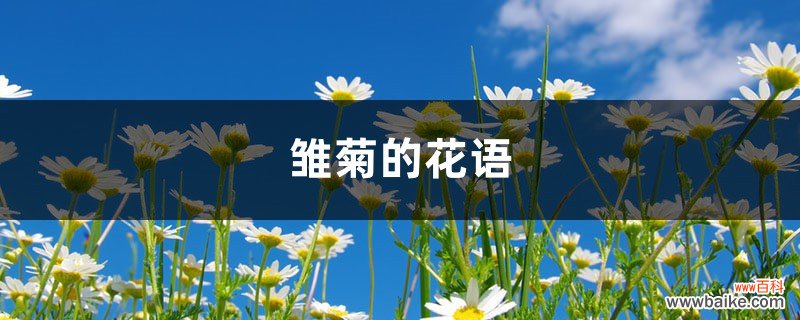 雏菊的花语