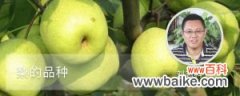 梨的品种有哪些