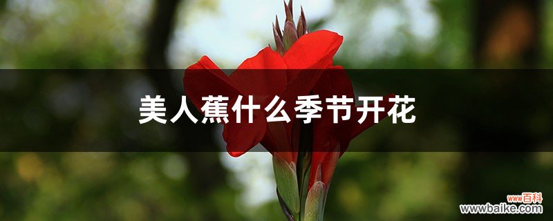 美人蕉什么季节开花