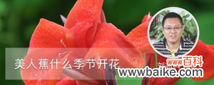 美人蕉什么季节开花