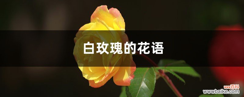 白玫瑰的花语