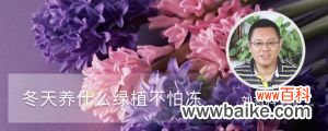 冬天养什么绿植不怕冻