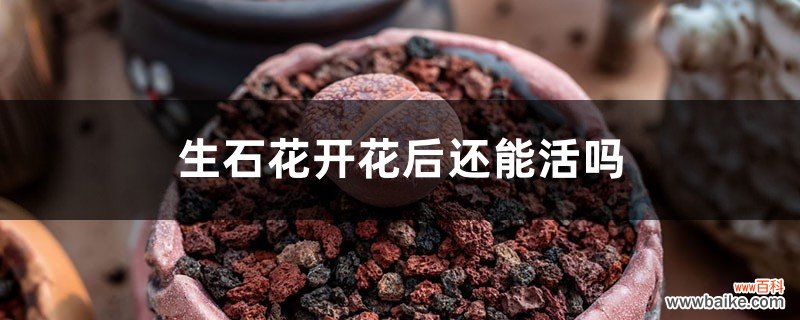 生石花开花后还能活吗