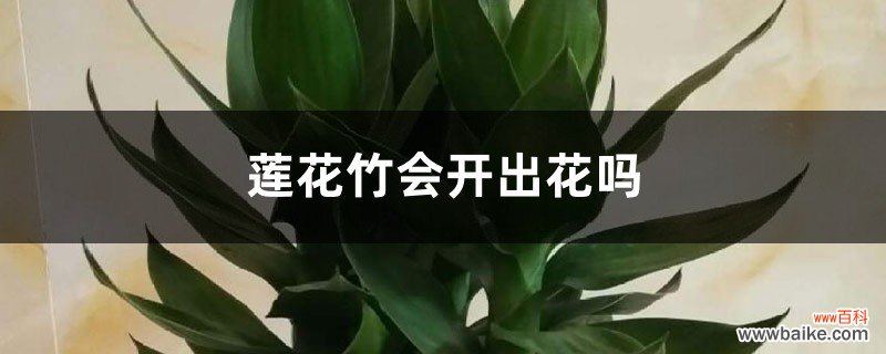 莲花竹会开出花吗