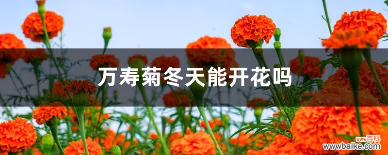 万寿菊冬天能开花吗