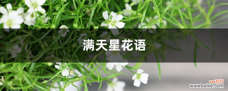 满天星花语