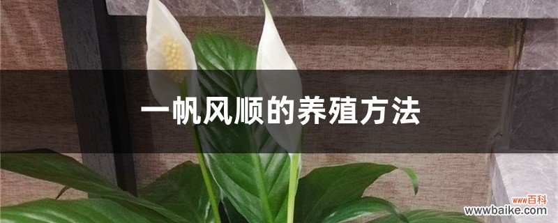 一帆风顺的养殖方法