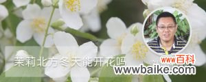 茉莉北方冬天能开花吗