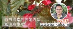竹节海棠的养殖方法和注意事项