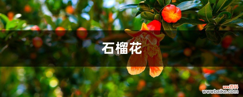 吃剩的“石榴皮”可别仍，放在冰箱里，异味通通不见了，太实用！