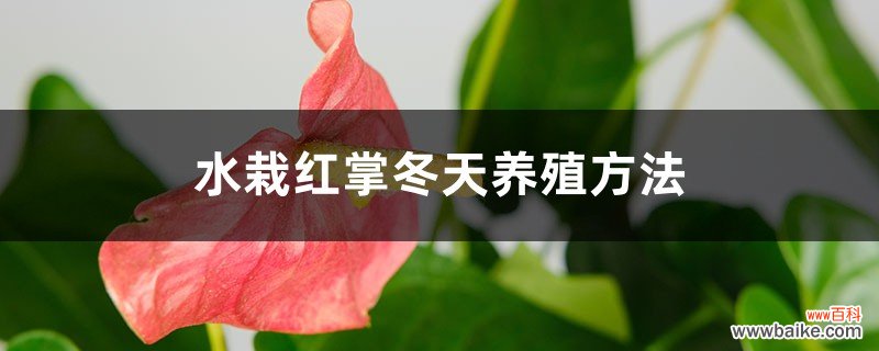 水栽红掌冬天养殖方法