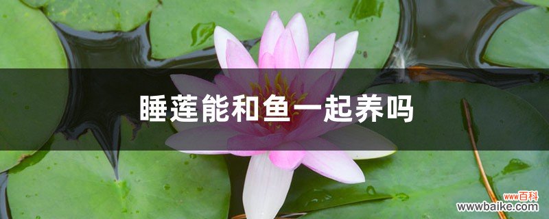 什么鱼能和睡莲一起养