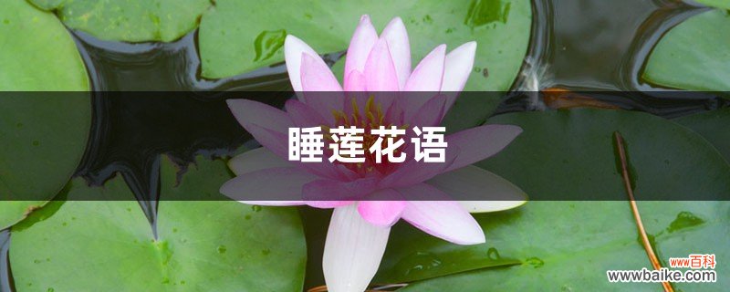 睡莲花语是什么，送睡莲代表什么意思？