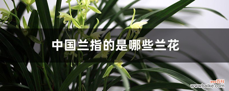 中国兰指的是哪些兰花，与洋兰的区别是什么？