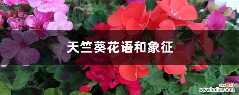 天竺葵花语和象征：白色、红色天竺葵的花语分别是什么