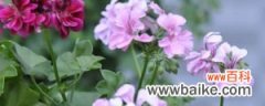 天竺葵花语和象征：白色、红色天竺葵的花语分别是什么