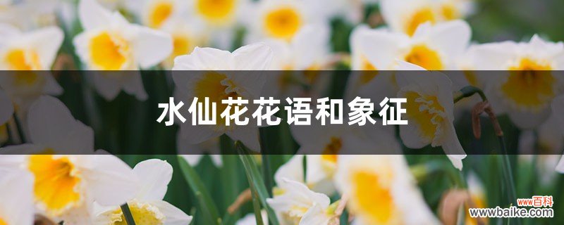 水仙花花语和象征，送水仙花代表什么含义