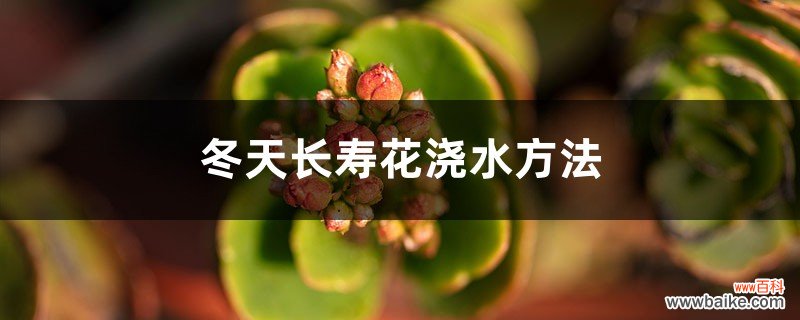 冬天长寿花浇水方法，经常浇水好吗