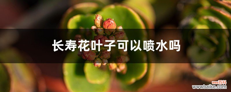 长寿花能给叶子喷水吗，花能喷水吗