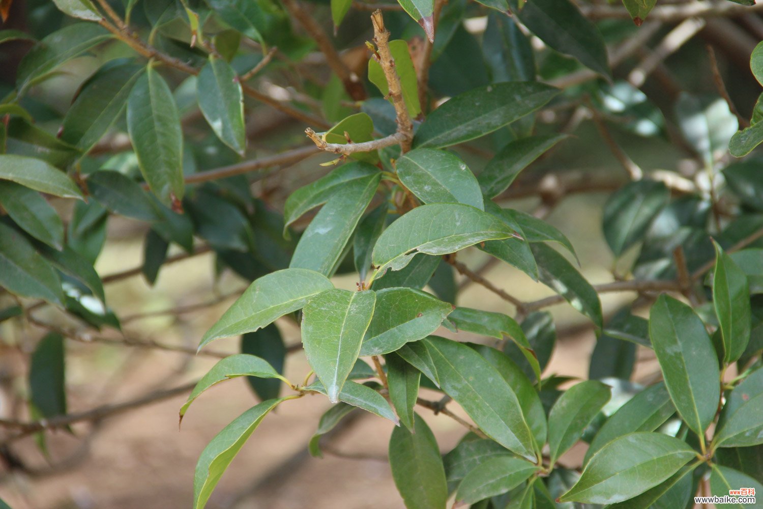 桂花用什么土养好，盆栽桂花怎么换土