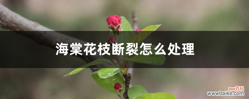 海棠花枝断裂怎么处理