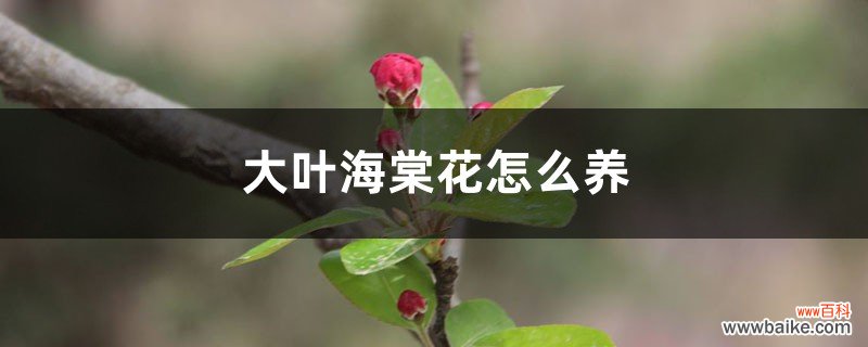 大叶海棠花适合养吗，怎么养？