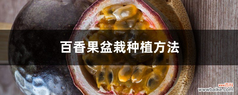 技巧和图解 百香果盆栽种植方法