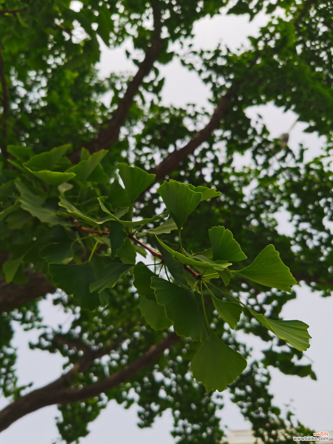 银杏种子的种植方法和时间