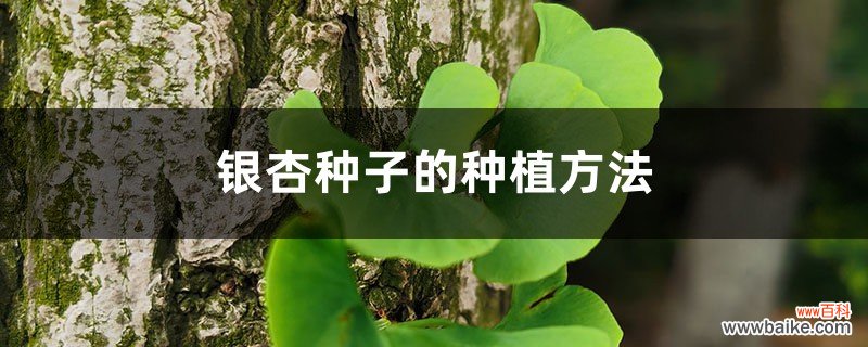 银杏种子的种植方法和时间