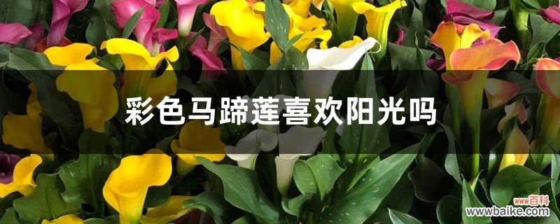 彩色马蹄莲能养几年，喜欢阳光吗