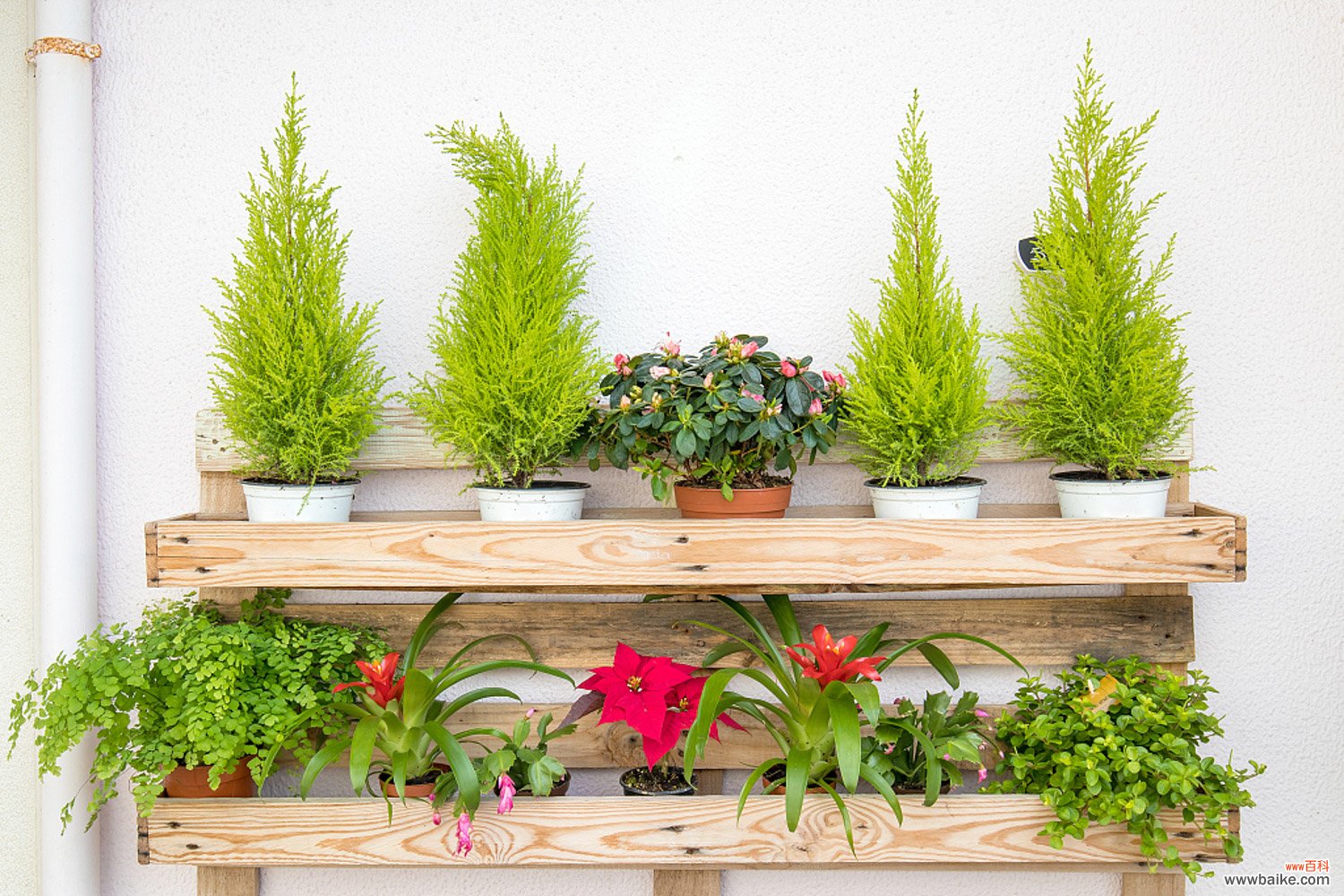 一年四季常绿爬墙植物