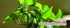 绿萝、吊兰……5种常见花施肥方法 植物冬天可以施肥吗