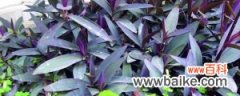 紫鸭跖草可以水培吗