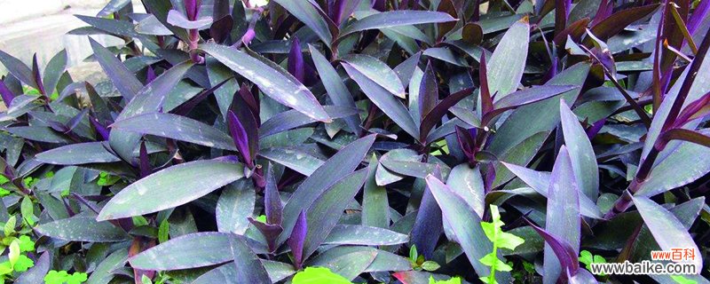 紫鸭跖草可以水培吗