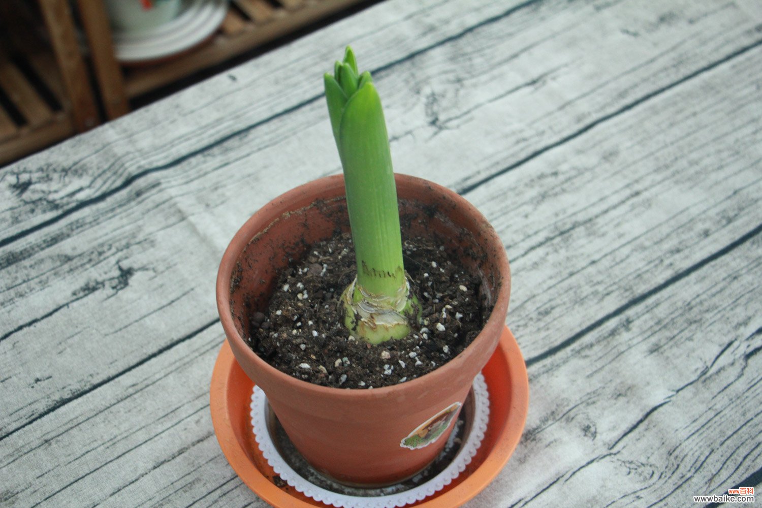 水培和土培种植方法 风信子什么时候种