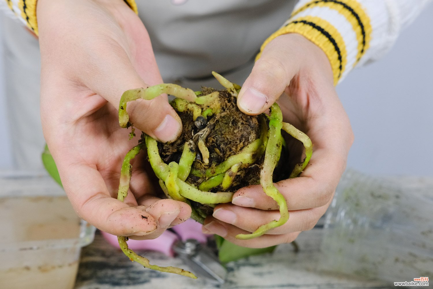 最简单的营养土配法 蝴蝶兰的土壤怎么配