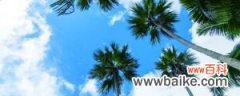 椰子树长什么样，怎么和棕榈树区分？