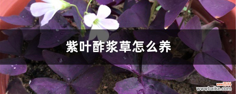 紫叶酢浆草怎么养茂盛